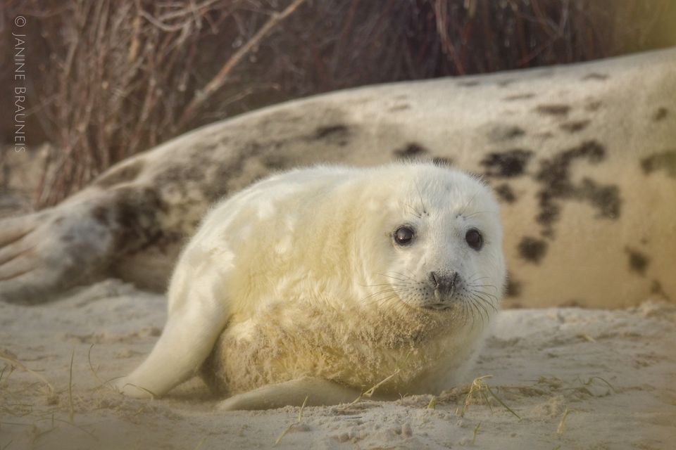 Fotokurse in Cuxhaven und Fotoworkshops auf Helgoland in Cuxhaven