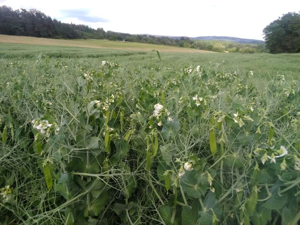 Ackerland gesucht in Neuschoo