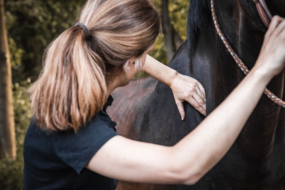 Mobile Pferdephysiotherapie in Fürstenau