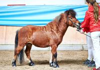 Partbred Shetlandpony Hengst gekört Shetty Pb Shetland 3 Jahre Hessen - Flörsbachtal Vorschau