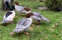 Gänsesäger - Zierenten - Wasserziergeflügel - Enten Nordrhein-Westfalen - Waltrop Vorschau