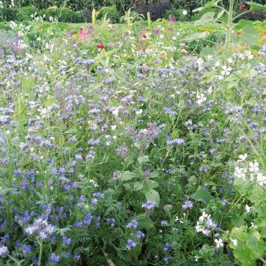 Blühwiesen neu anlegen, Bienenweiden, Blumenwiesen in Bad Zwischenahn