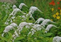 Schneefelberich insektenfreundlich winterhart Pankow - Buch Vorschau