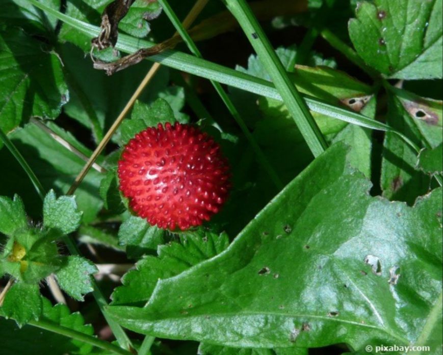 ☆☆☆☆☆ Indische Scheinerdbeeren ☆☆☆☆☆ in Rellingen