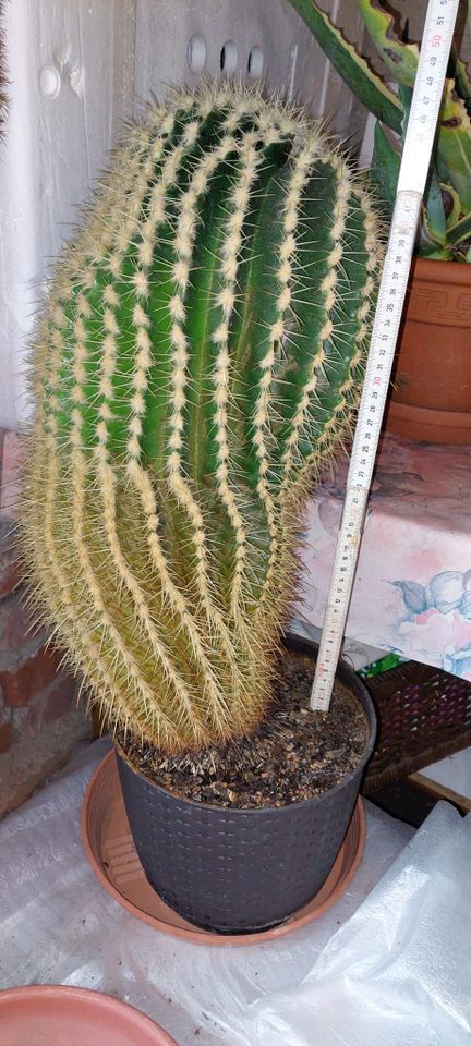 1 großen Kaktus in Ruhla