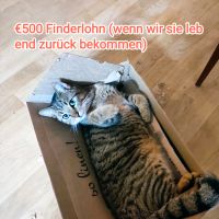 €500 Finderlohn (wenn lebend zurück) Katze vermisst Bayern - Dasing Vorschau