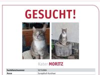 Kater Moritz schmerzlich vermisst Sachsen-Anhalt - Dessau-Roßlau Vorschau