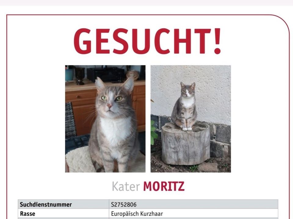 Kater Moritz schmerzlich vermisst in Dessau-Roßlau