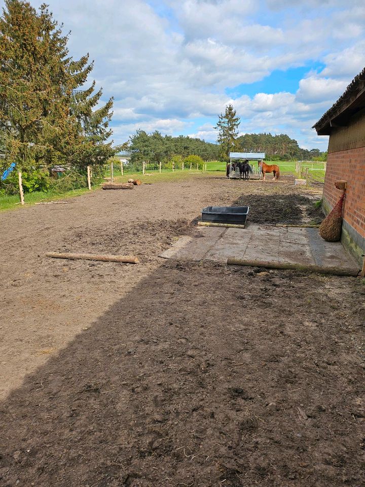Offenstall Stallplatz für Kleinpferd Pony Rentner Beisteller in Neuenkirchen