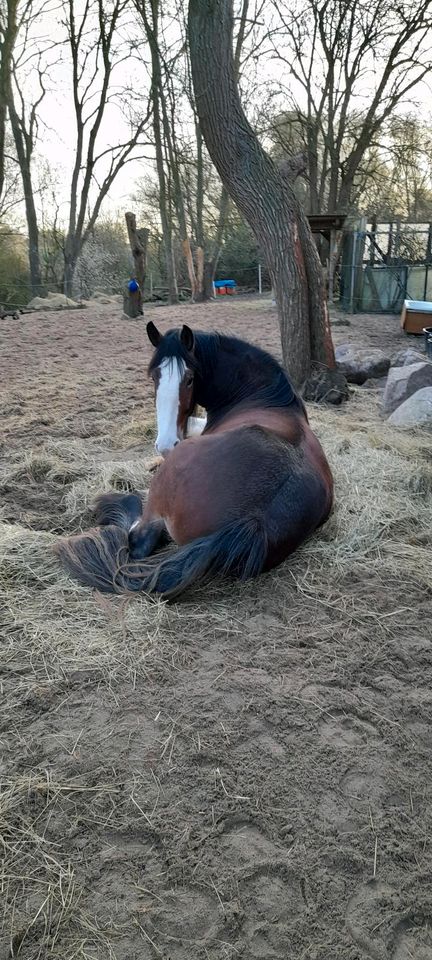 Shire Horse Wallach in Selmsdorf