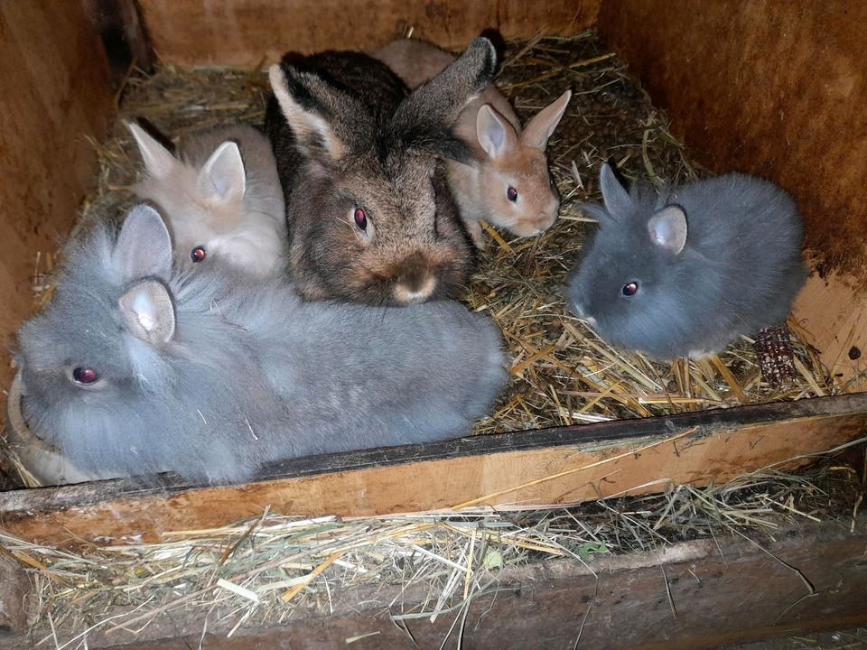 Zwergkaninchen Jungtiere abzugeben in Otzberg