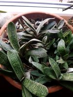 Gasteria, Hirschzunge, Sukkulente Niedersachsen - Winnigstedt Vorschau