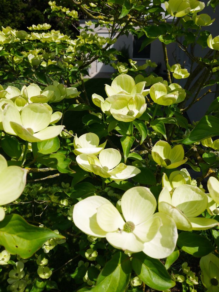 Japanischer Hartriegel / Cornus Kousa "Venus" - 270 / 230cm in Günzburg