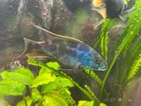 Nimbochromis Polystigma Buntbarsch Rheinland-Pfalz - Gundersheim Vorschau