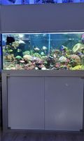 Meerwasseraquarium ohne Korallen Sachsen-Anhalt - Weißenfels Vorschau