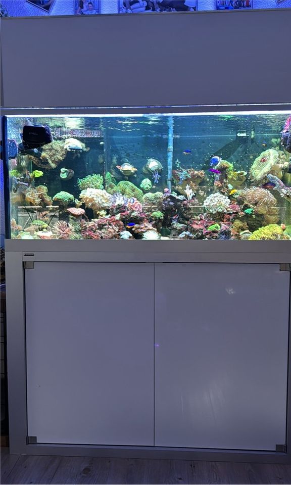 Meerwasseraquarium ohne Korallen in Weißenfels