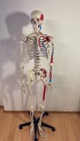 Sehr gut erhaltenes Skelett für z.B. angehende Physiotherapeuten! Bayern - Waging am See Vorschau