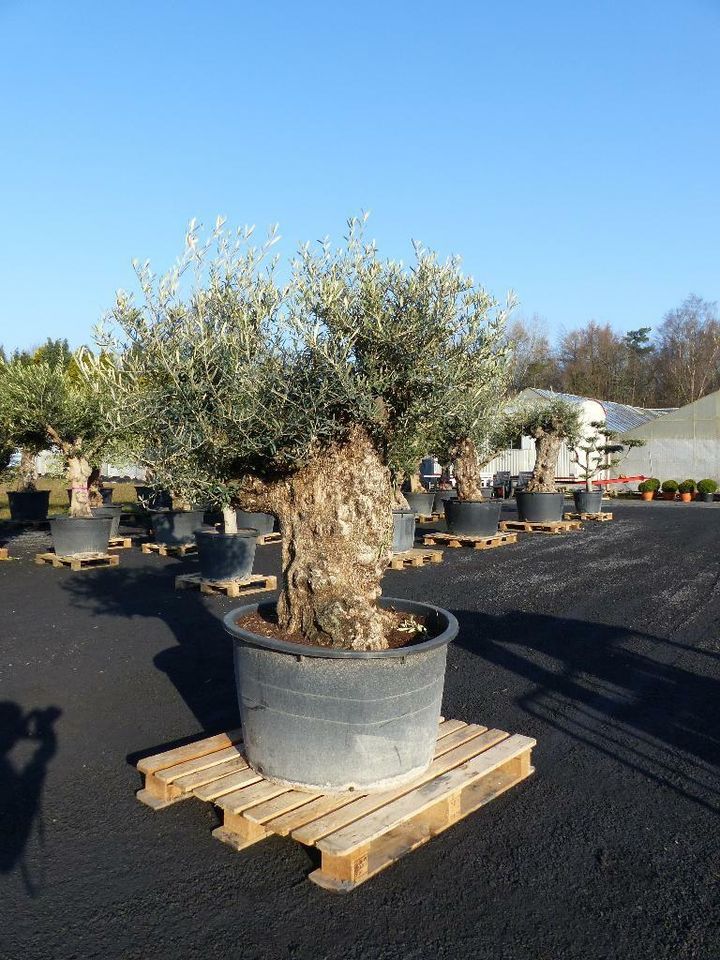 100 Jahre Olivenbaum Olive 200 - 250 cm, Olea Europaea in Goch