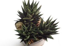 Haworthia limifolia 10jährige Mutterpflanze Nordrhein-Westfalen - Höxter Vorschau