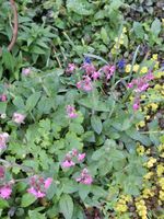 Ableger Silene dioica Lichtnelke Leimkraut Naturgarten Wildgarten Dortmund - Lichtendorf Vorschau