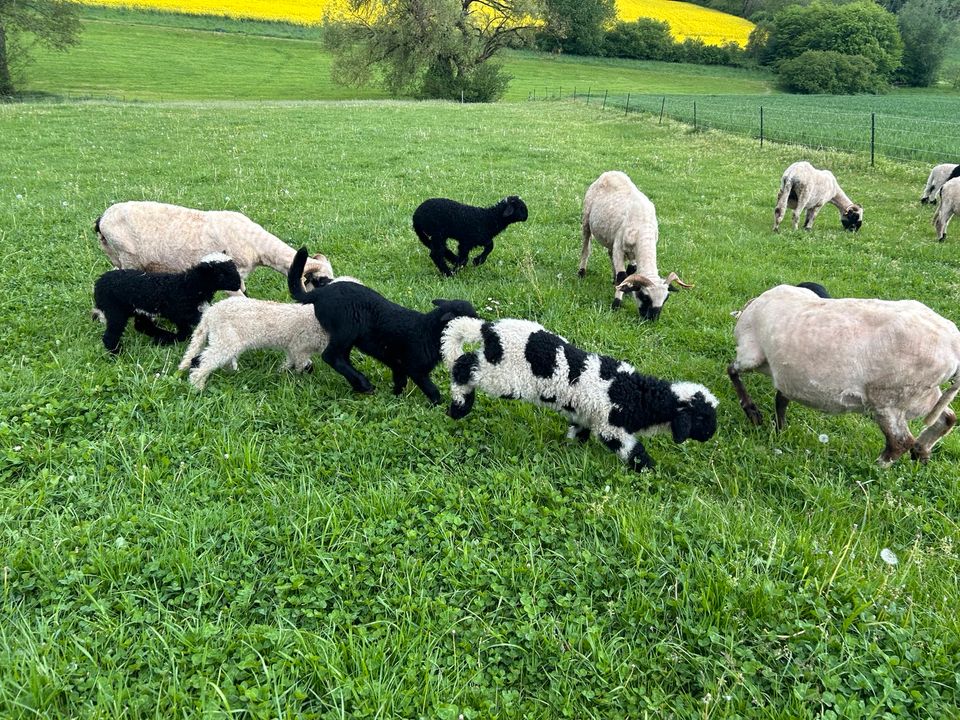 Walliser Schwarznasen Bock Lamm Splitti in Falkenberg