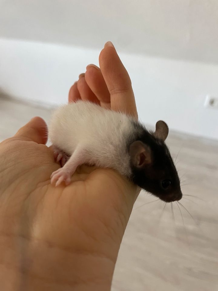 Niedliche und handzahme Ratten Babys ❤️ in Düsseldorf
