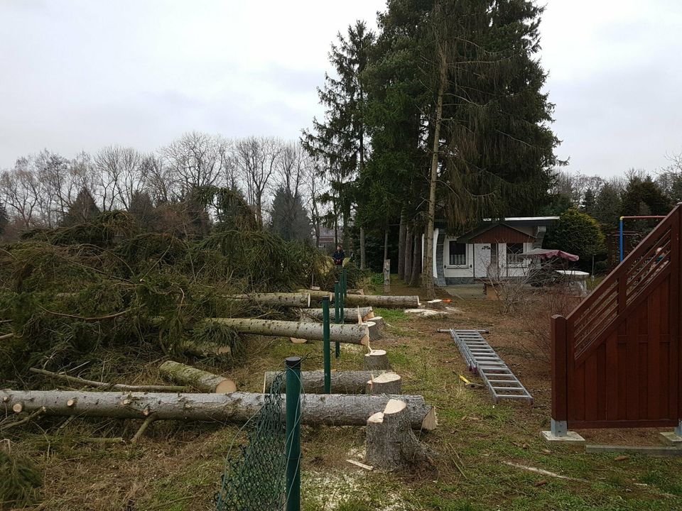 Baumfällung, Baum fällen, Baumdienst, Baumkletterer in Oschatz