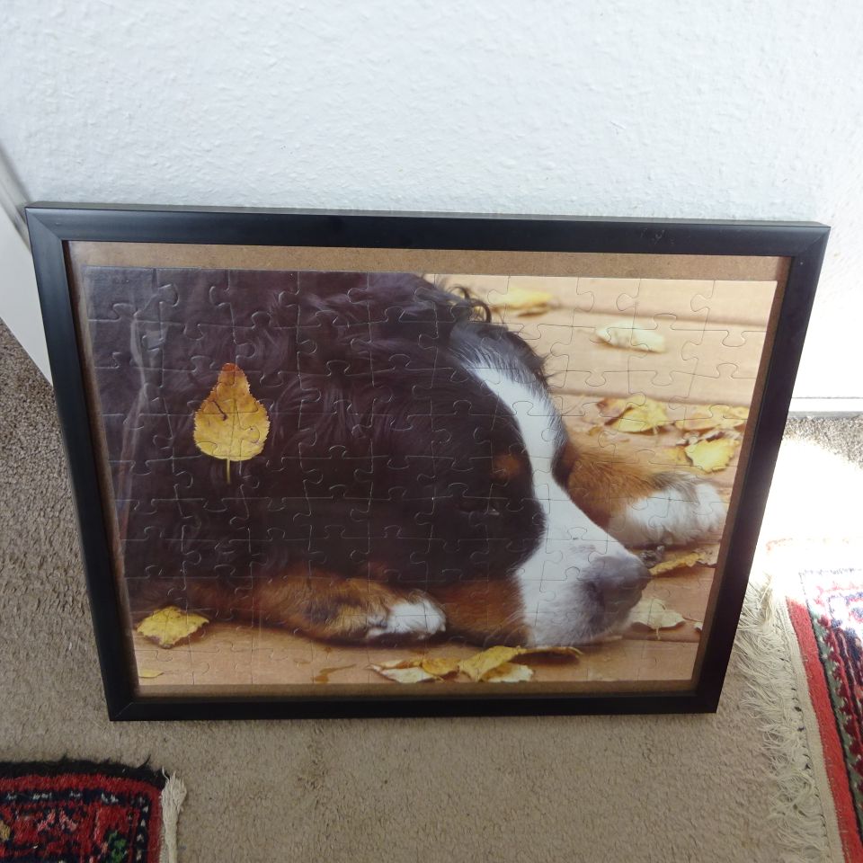 Bild Hund Glasrahmen 43h x 53b Bilderrahmen in Springe