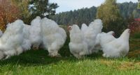 10 (keine) Bruteier Eier Brahma weiß grosse Rasse Bayern - Lindau Vorschau