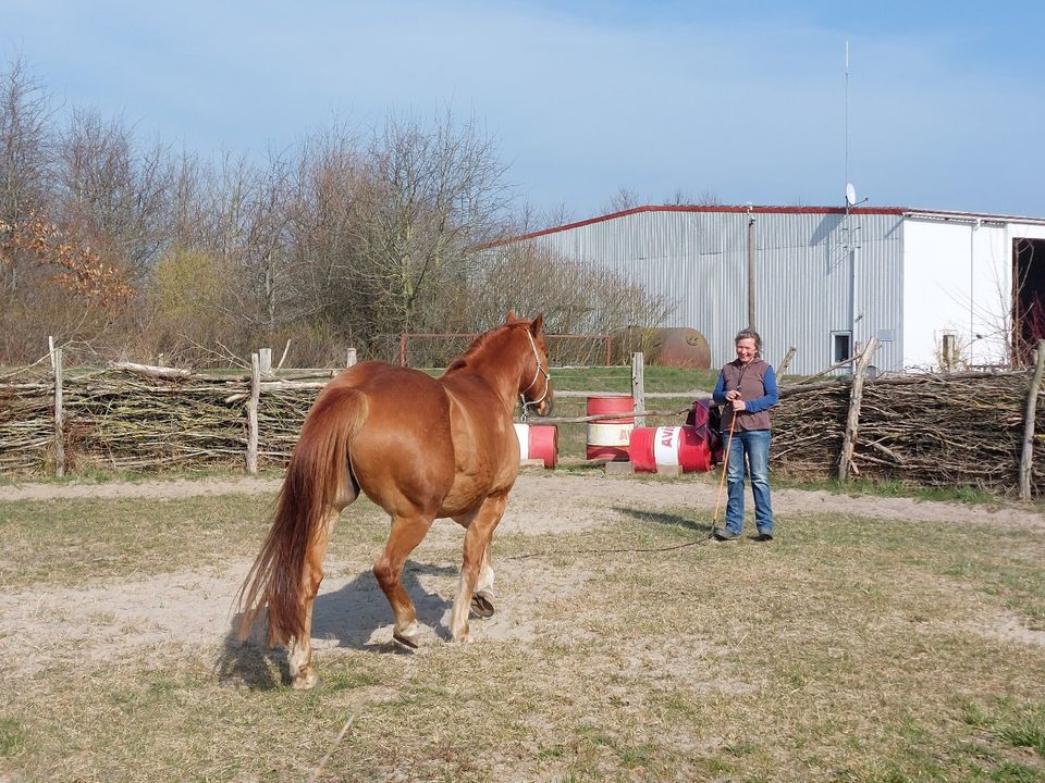 Pferdeurlaub Fair Horsemanship Retreat Ostsee Erwachsene in Saatel