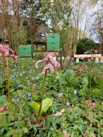 Bienenvolk Ableger Niedersachsen - Barum Vorschau