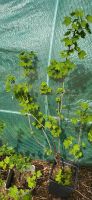 Johannesbeeren Stachelbeeren busch pflanzen Nordrhein-Westfalen - Bergkamen Vorschau