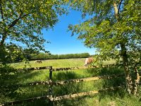 Platz im Offenstall frei, Pony Kleinpferd, Einstellplatz,Box frei Niedersachsen - Uplengen Vorschau