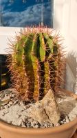 Alter Ferocactus Dresden - Gruna Vorschau