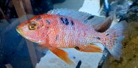Malawi Aulonocara Fire Fish Red Diamant Barsch Nordrhein-Westfalen - Mettmann Vorschau