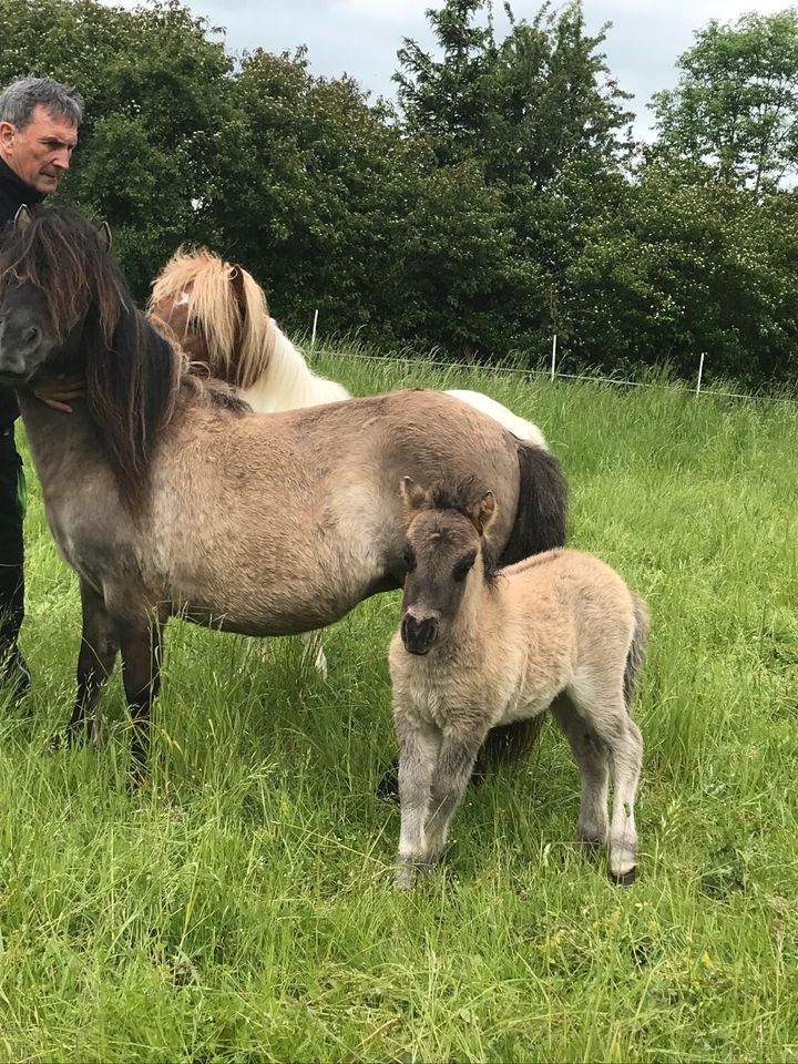 Hengst/Fohlen/Shetlandpony/Shetty/Pony/Shetland Pony in Langelsheim