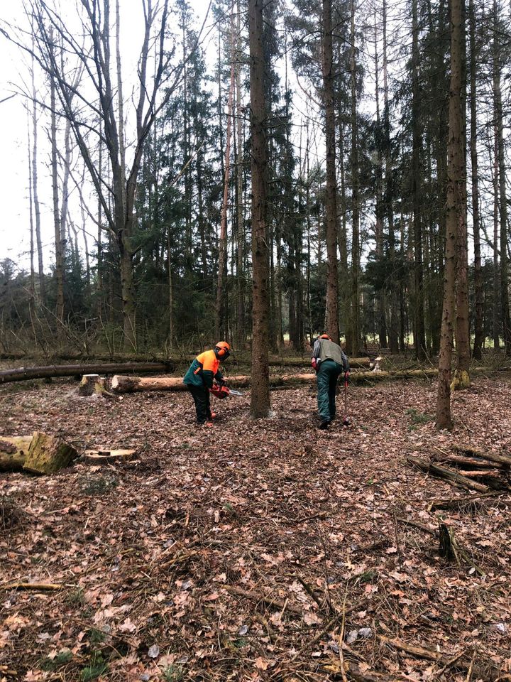 Heckenschnitt Baumschnitt Baumfällung Brennholz Wurzelentfernung in Löbau