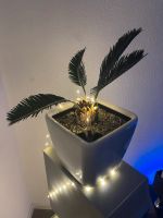 Cycas aus Italien in Lechuza Topf und Pon - Sehr Pflegeleicht - Baden-Württemberg - Grafenhausen Vorschau