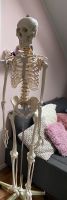 Anatomie Skelett zu verkaufen Nordrhein-Westfalen - Kaarst Vorschau