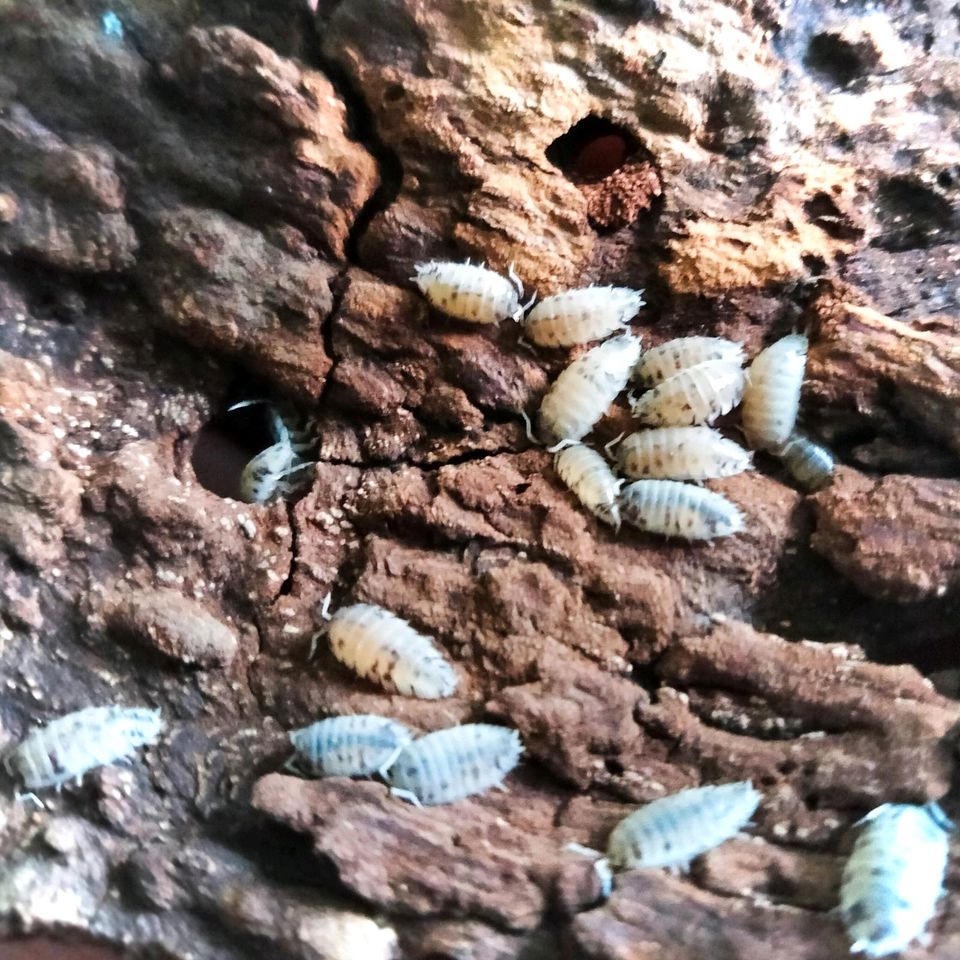 Panda-Asseln / Porcellio laevis 'Panda' in Mecklenbeck