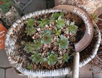 Deko Garten alte Sichel Bayern - Bodenwöhr Vorschau