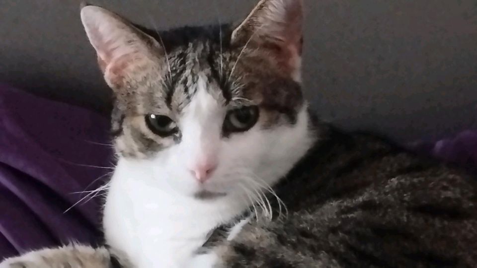 Dringend Seelenkatze Shila sucht ein neues zu Hause in Wurzen