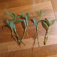 Bewurzelte Ableger Tradescantia albovittate,  Hängepflanze Baden-Württemberg - Rheinfelden (Baden) Vorschau