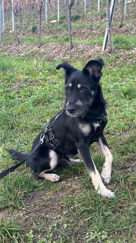 Hund Sirius sucht sein Zuhause in Heilbronn