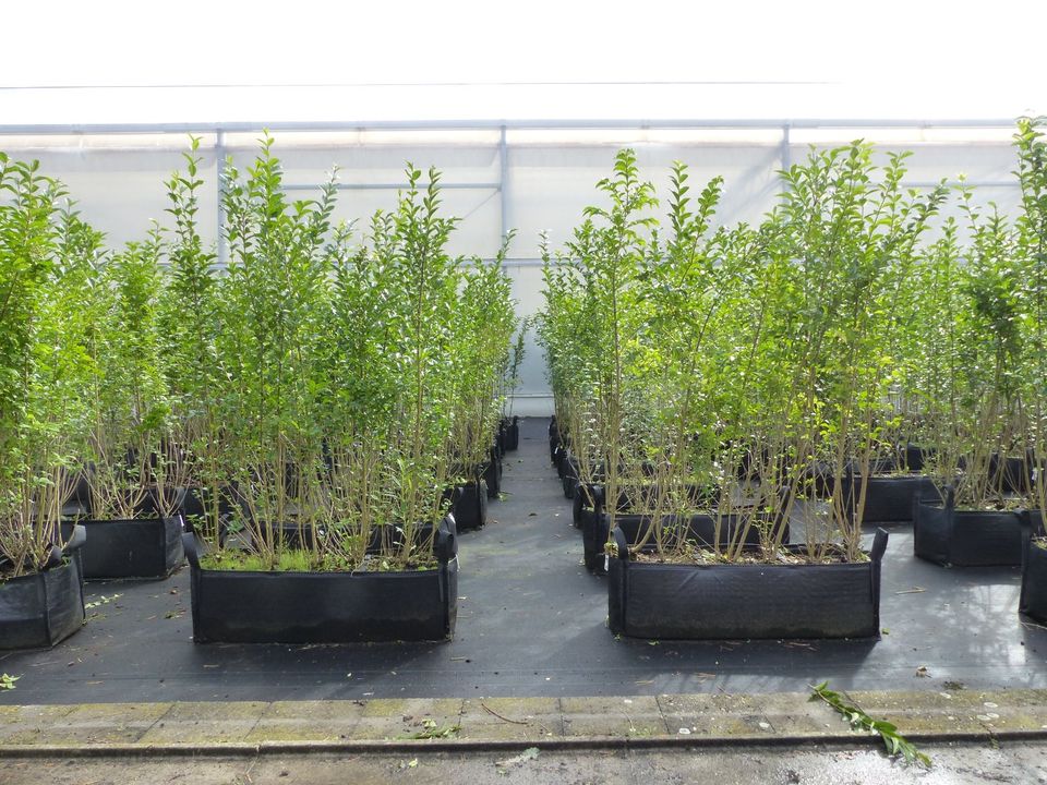 Fertige Hecke 200 cm H, 100 cm B, Hainbuche Blutbuche Liguster in Goch