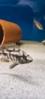 Malawis Nimbochromis Livingstoni Niedersachsen - Harsum Vorschau