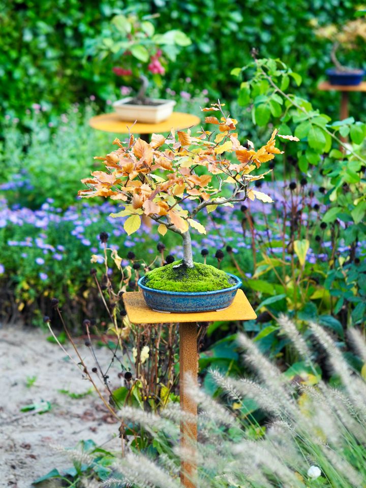 Bonsaiständer Metall Bonsai Ständer Pflanzenständer drehbar in Osterholz-Scharmbeck