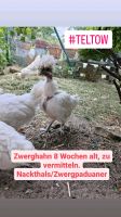 Zwergpaduaner/Nackthals 8Wochen alt Brandenburg - Teltow Vorschau