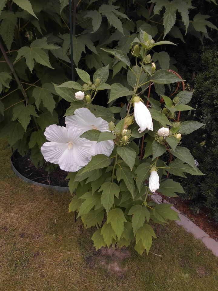 Große Hibiskus mit sehr großen Blüten Winterhart weiß in Berlin