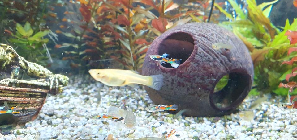 Endler Guppy in Sendenhorst